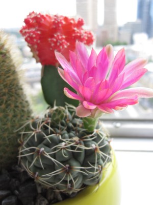 Flowering office cactus