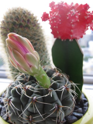 Photo of Joan's office cactus