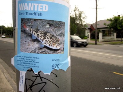 Wanted: Live Toadfish