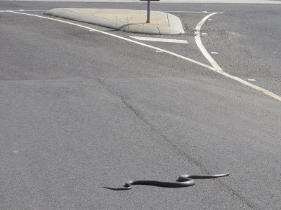 Sunbathing on the road -- snake