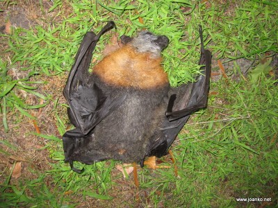 Dead bat