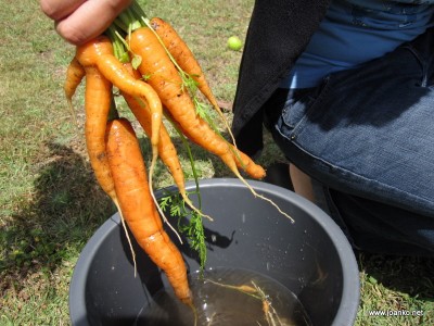 Home grown carrots