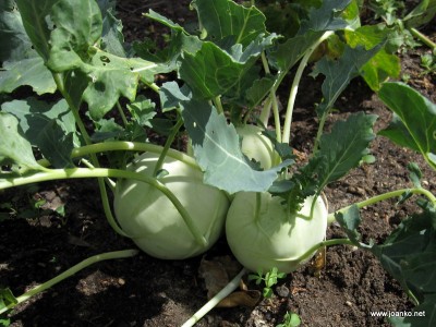 Kohlrabi, which is yummy