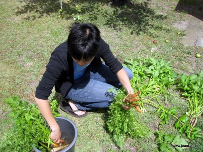 Megan washing carrots