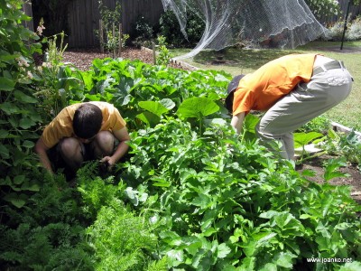 Brad and Damjan foraging in the vegie patch