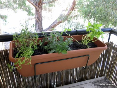 Thyme, oregano and basil