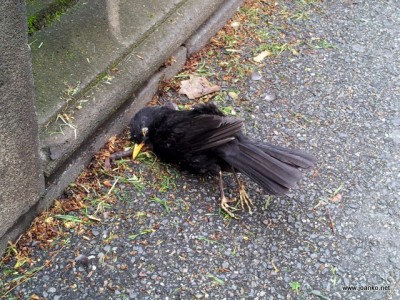 Dead bird