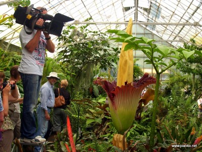 The Sunrise camera crew films the flower