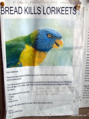 Bread kills lorikeets poster Bread kills lorikeets poster