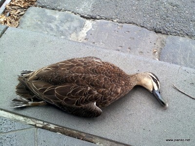 Duck on a footpath on Spring Street, Melbourne