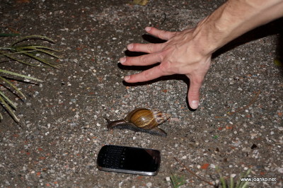 Very large snail in Tainan Very large snail in Tainan
