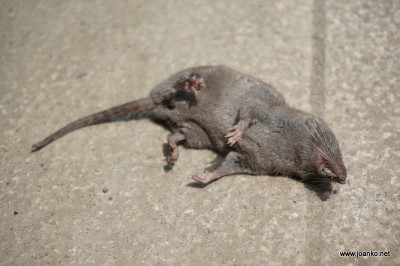 Dead mouse Dead mouse